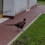 Veneta 宾馆