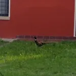 Veneta 维琴察