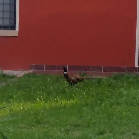 Veneta Vicenza