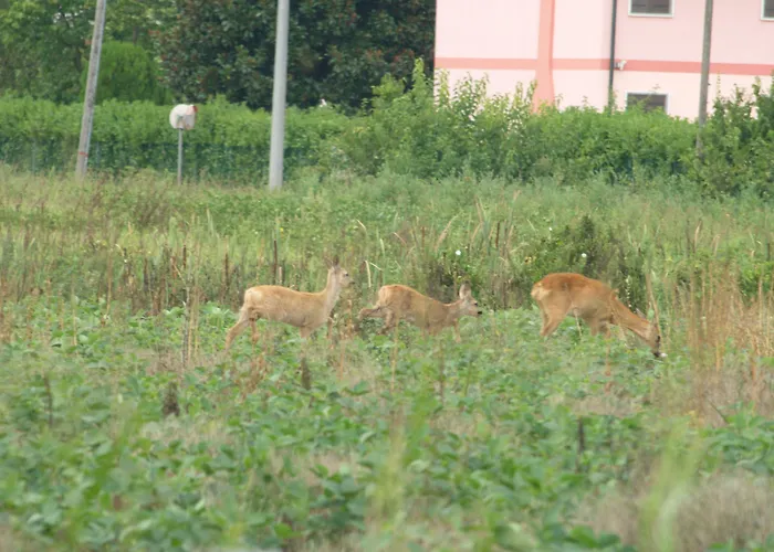 Veneta 3* Виченца