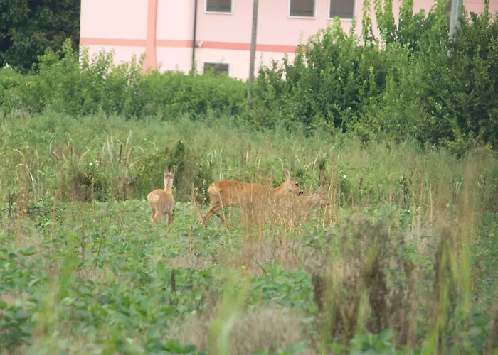 Мини-отель Veneta