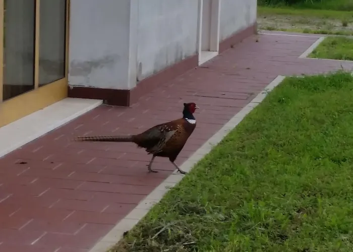 Veneta Мини-отель