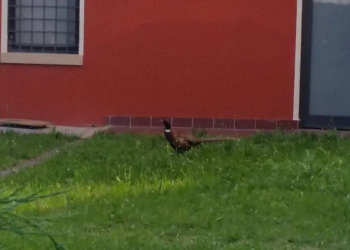 Veneta Виченца