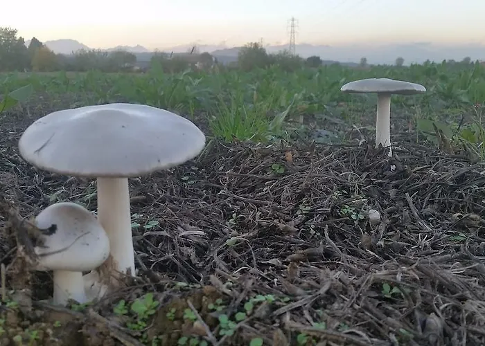 Мини-отель Veneta